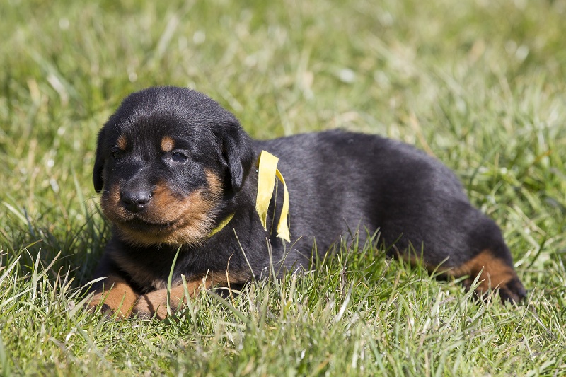 Du sentier des savannes - Berger de Beauce - Portée née le 16/03/2013